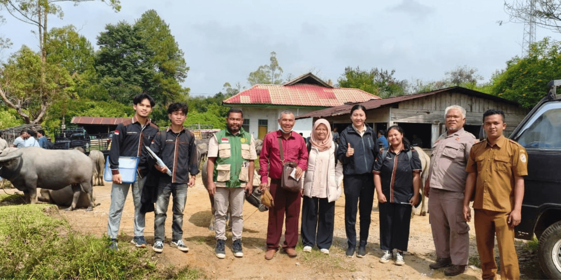 Penelitian USU Identifikasi Faktor Non-Genetik Indeks Reproduksi Kerbau Rakyat di Tapanuli Utara